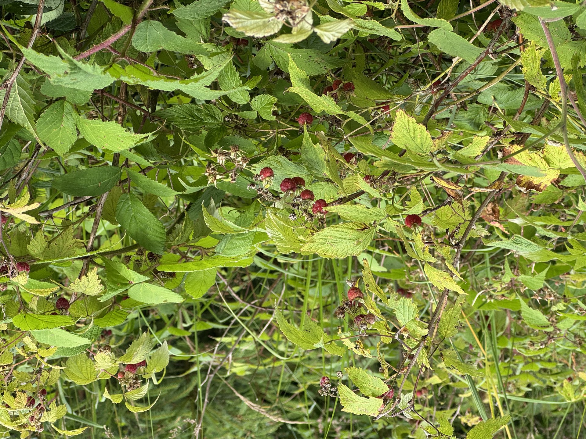 The forest's generous offering of wild raspberries